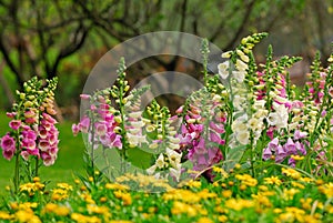 Foxglove flowers