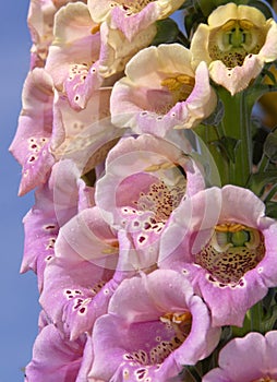 Foxglove Flowers