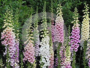 Foxglove flowers photo