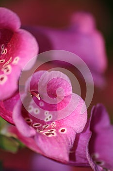 Foxglove flowers