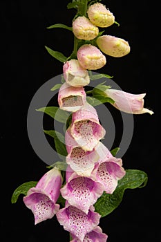 Foxglove flowers on black.