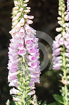 Foxglove flowers on black background