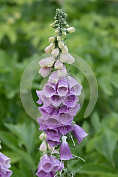 Foxglove flowers close up. Digitalis purpurea