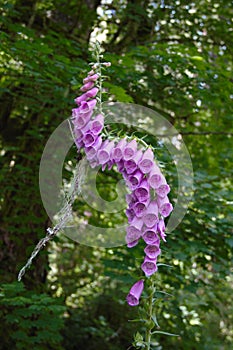 Foxglove Flowers Curving Growth Forest Background