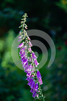 Foxglove flowers on a green background