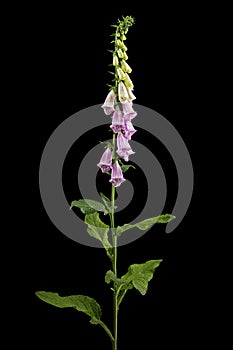 Foxglove flowers, lat. Digitalis, isolated on black background