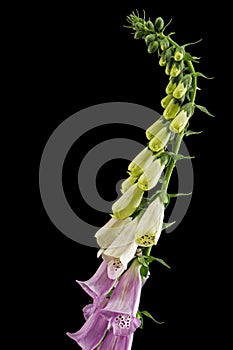 Foxglove flowers, lat. Digitalis, isolated on black background