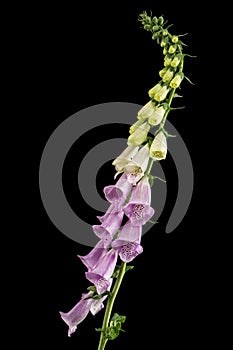 Foxglove flowers, lat. Digitalis, isolated on black background