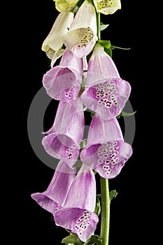 Foxglove flowers, lat. Digitalis, isolated on black background