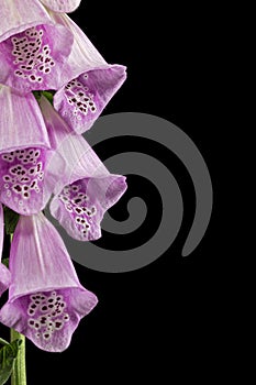 Foxglove flowers, lat. Digitalis, isolated on black background