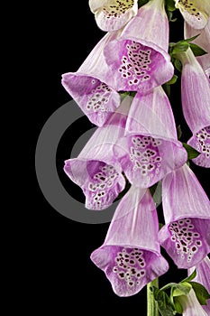 Foxglove flowers, lat. Digitalis, isolated on black background