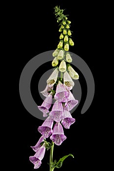 Foxglove flowers, lat. Digitalis, isolated on black background