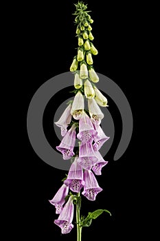 Foxglove flowers, lat. Digitalis, isolated on black background