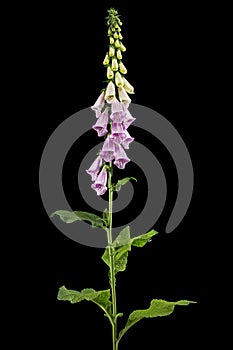 Foxglove flowers, lat. Digitalis, isolated on black background