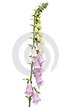 Foxglove flowers, lat. Digitalis, isolated on white background