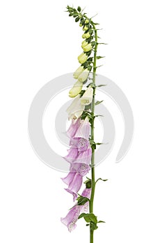 Foxglove flowers, lat. Digitalis, isolated on white background