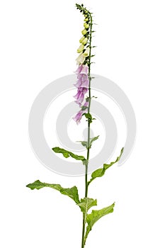 Foxglove flowers, lat. Digitalis, isolated on white background