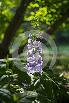 Foxglove flowers in sunlight