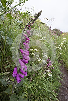 Foxglove growing along Cornish coastal path full of wild flowers, Cornwall, England