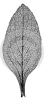 Foxglove Leaf vintage illustration