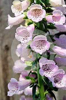Foxglove lupine flower