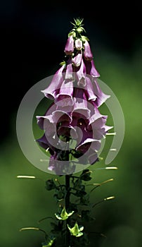 Foxglove,native to the UK.