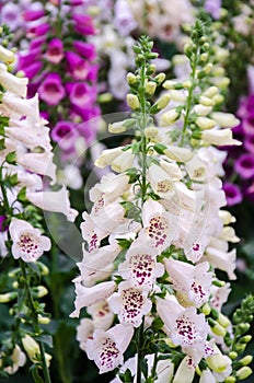 Foxglove Plant