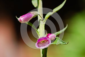 A foxglove plant isolated against a green, orange and black back