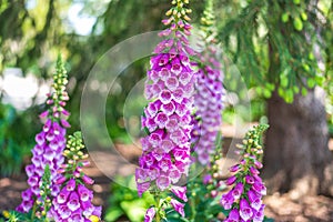 Foxglove plants in bloom