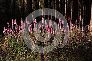 Foxglove plants on forest clearing