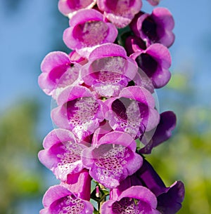 Foxglove purple is  flowering plant close-up from below against the sky