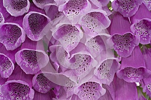 Foxglove