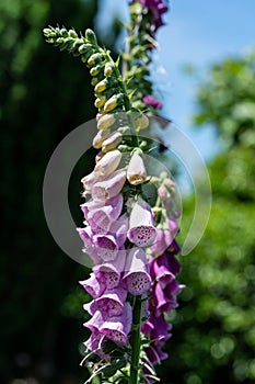 Foxglove on a sunny spring day