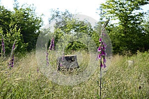 foxglove with vibrant purple flowers