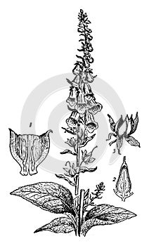 Foxglove vintage illustration