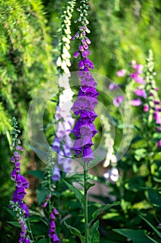 Foxglove with violet blossoms - genus Digitalis - flowering in spring garden, illuminated by spring evening sun photo