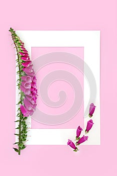 Foxglove Wild Flower Background for Healing Plant Medicine