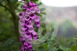 Foxglove wildflower photo