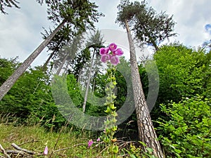 Foxglove wildflower, polish forest, GÃ³ry sowie, Lower silesia, poland photo