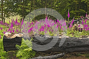 Foxgloves on Dartmoor National Park Devon uk