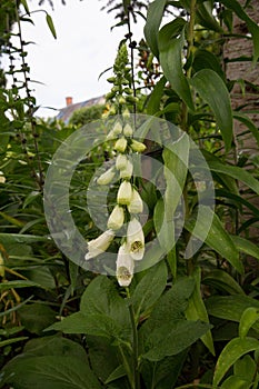 The Foxgloves (Digitalis) plant