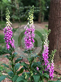 Foxgloves in Epping Forest