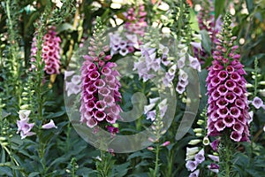 Foxgloves flower