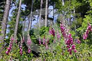 Foxgloves in the forest