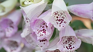 Foxgloves in spring