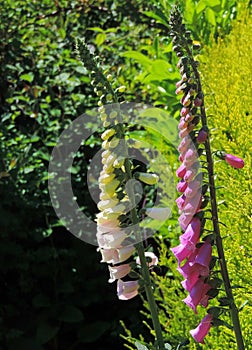 Foxgloves, two, pink and cream, against green conifer.