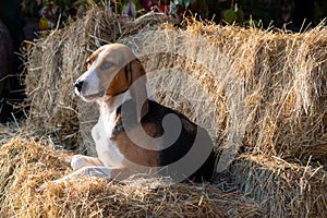 Foxhound  beagle dog on the hay stack waiting for parforce hunting during sunny day in autumn photo