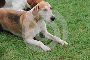 Foxhound Beagle Hunting Dog.