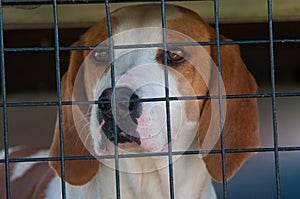 Foxhound in a cage