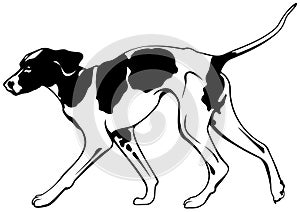 Foxhound dog breed